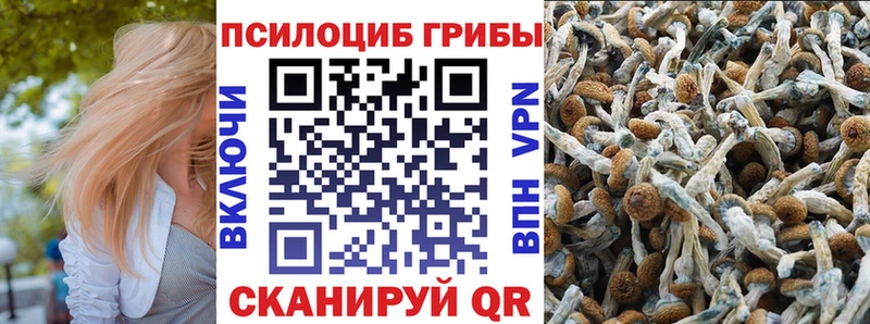 купить  цена  Рузаевка  Псилоцибиновые грибы Psilocybe 
